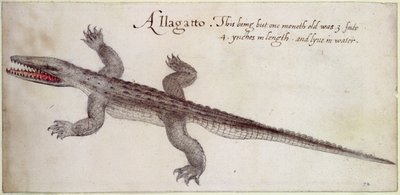 Alligator by John White